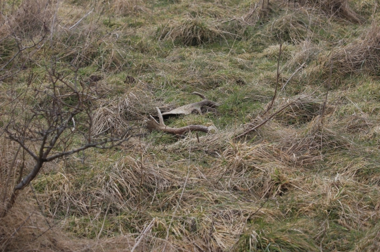 dnes nalezený pár z minulého roku