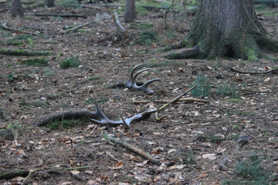 pokryté ranní jinovatkou
