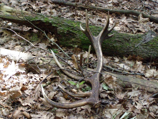 tak přece se druhý do páru neztratil, 2 měsíce ležel