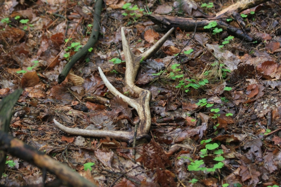 deformace lodyhy po poranění