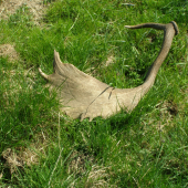 lopata