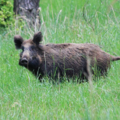 bachyně