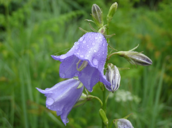 zvonek broskvolistý