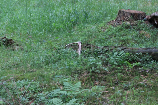 ještě, že se opřel o ten strom