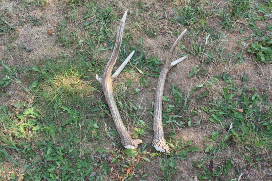 budoucí králové, pokud se dožijí