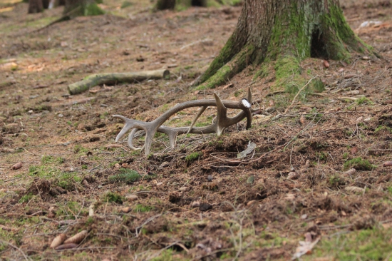takto jsem je našel
