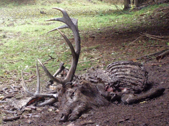 nalezen krátce po říji