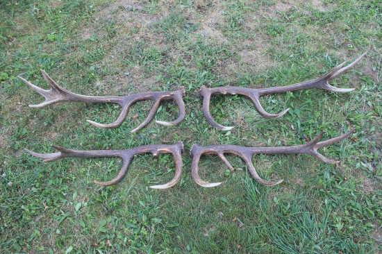 jak nám jelínci po roce vyrostli