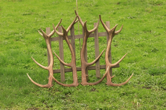 jak nám jelínci po roce vyrostli