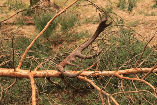 pěkně shozený, škoda že jen jeden
