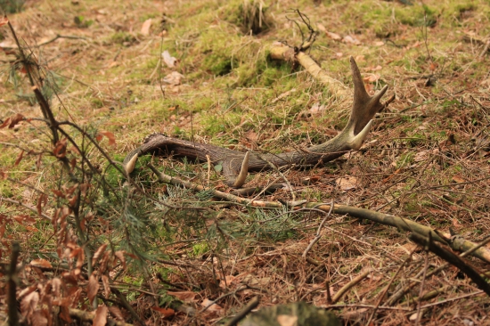 Loňský bronz, naštěstí neokousaný
