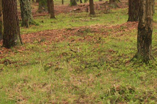 ještě jeden z těch větších dohledán
