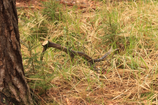 3 metry od cesty a takto čekal