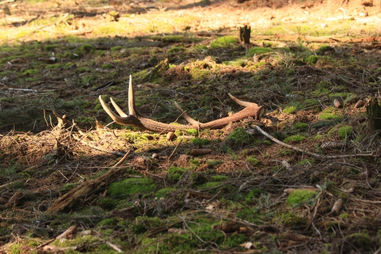další bronz dohledán
