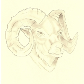 muflon
