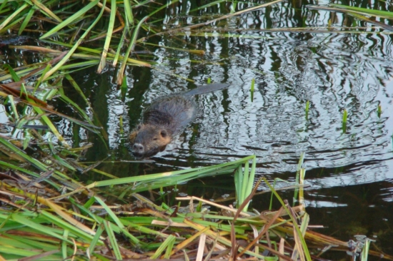 nutria