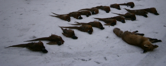 Spoločná na bažanty a škodnú