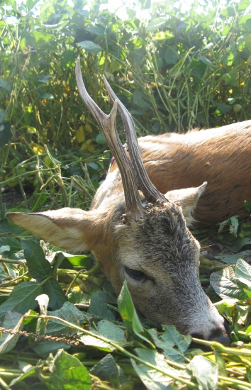 Môj prvý privábený