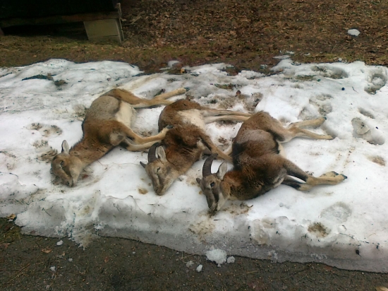 Krutá daň tohtoročnej zimy