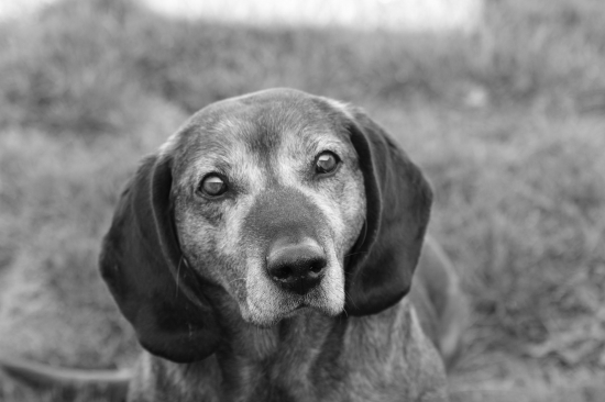 Starý pesík Nela :)