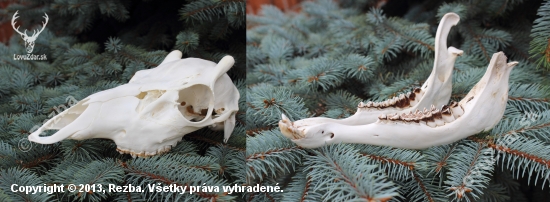 Jeleň I.veková trieda