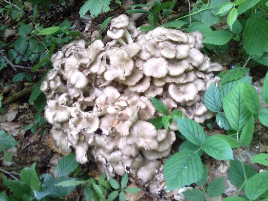 Trúdnik klobúčkatý 1