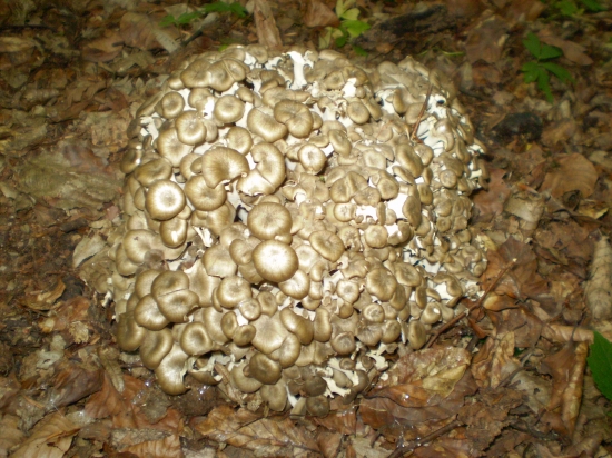 prvá v tento rok :)