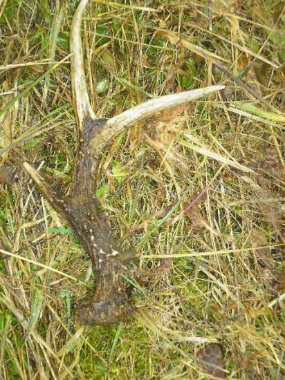 taky  sa  často nevidi