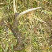 taky  sa  často nevidi