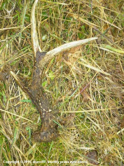 taky  sa  často nevidi