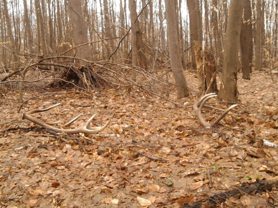 škoda že to nieje par