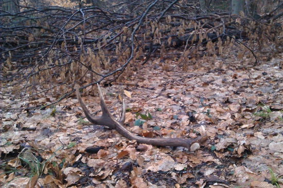 Úspešná prechádzka ...