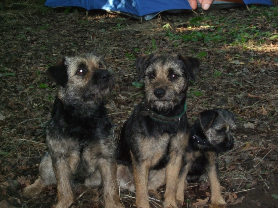 Cer, Pirko a Joris - naši šampióni :-)