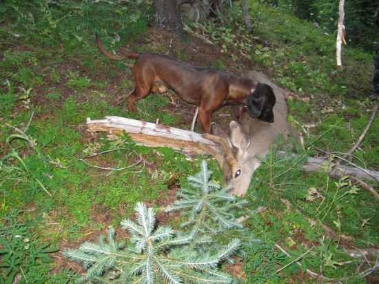 Amonova prva dohladavka