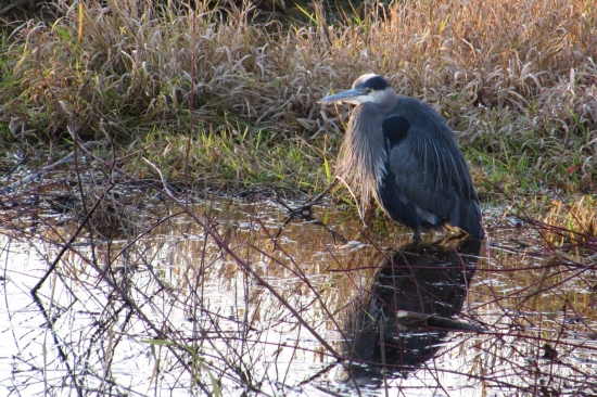 Volavka velka v mociari
