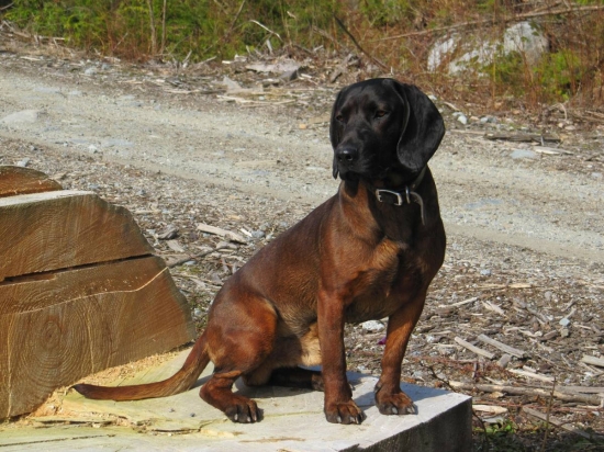 Amon na Velkonocny pondelok