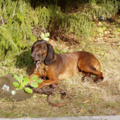 Betty,Jelenia Obora Orava