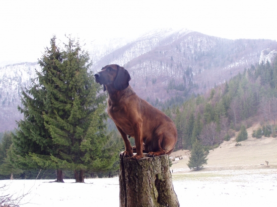 Betty,Jelenia Obora Orava