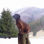 Betty,Jelenia Obora Orava