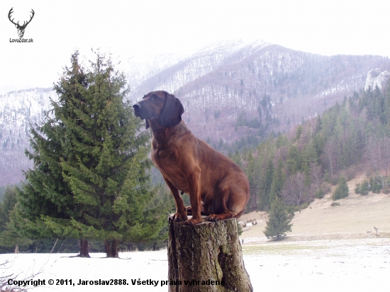 Betty,Jelenia Obora Orava