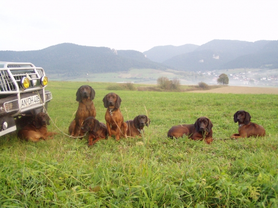 Moje psy, Jelenia Obora Orava