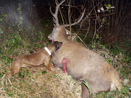 Jelenia Obora Orava- dohľadávka