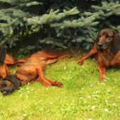 Jelenia Obora Orava