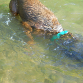 Jelenia Obora Orava