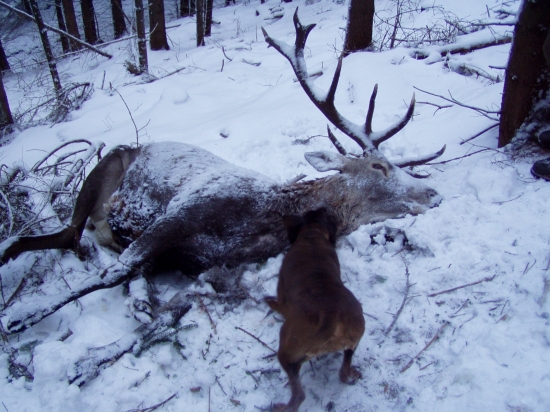 IHF-Betty Jelenia Obora Orava