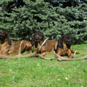 Jelenia Obora Orava a tohtoročné zhody