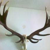 zhody na lebke, každý 5 kg