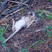 srnča má siestu :D