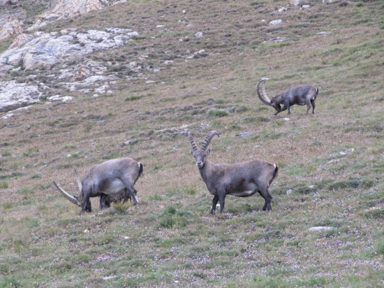 Kozorozce pod Monte Rosou