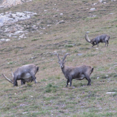 Kozorozce pod Monte Rosou
